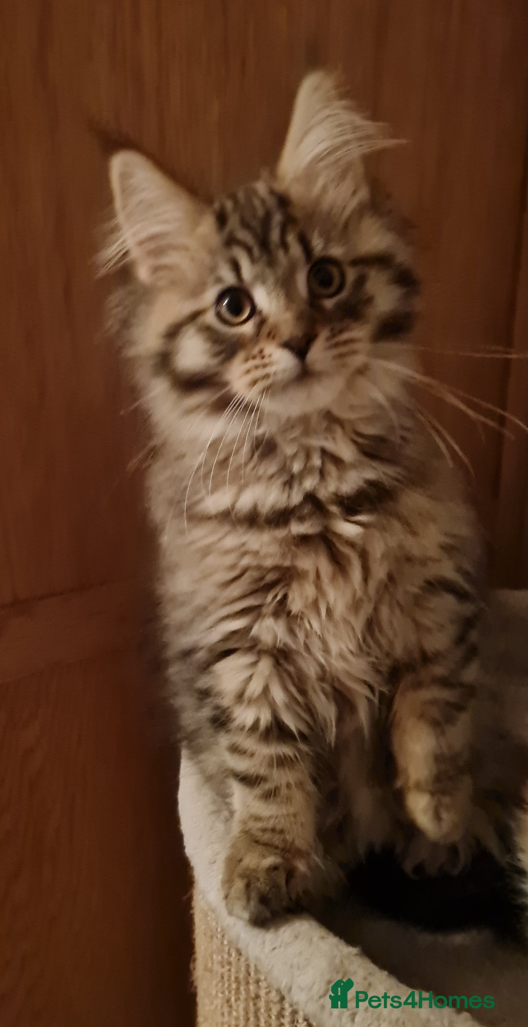 Maine Coon cats for sale: Beautiful Pedigree Mainecoons - Advert 6