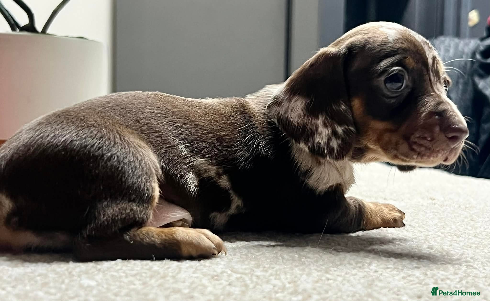 Miniature Dachshund dogs  Mini Dachshund Puppies – Dapple & Chocolate - Advert 8