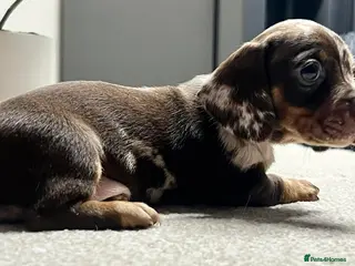 Miniature Dachshund dogs Mini Dachshund Puppies – Dapple & Chocolate - Advert 8