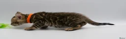 Bengal cats for sale: TICA Registered Brown & Snow Lynx Bengal Kittens - Advert 10