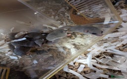 Mouse rodents for sale: Pieds and browns African pygmy dormice!!   - Image 9
