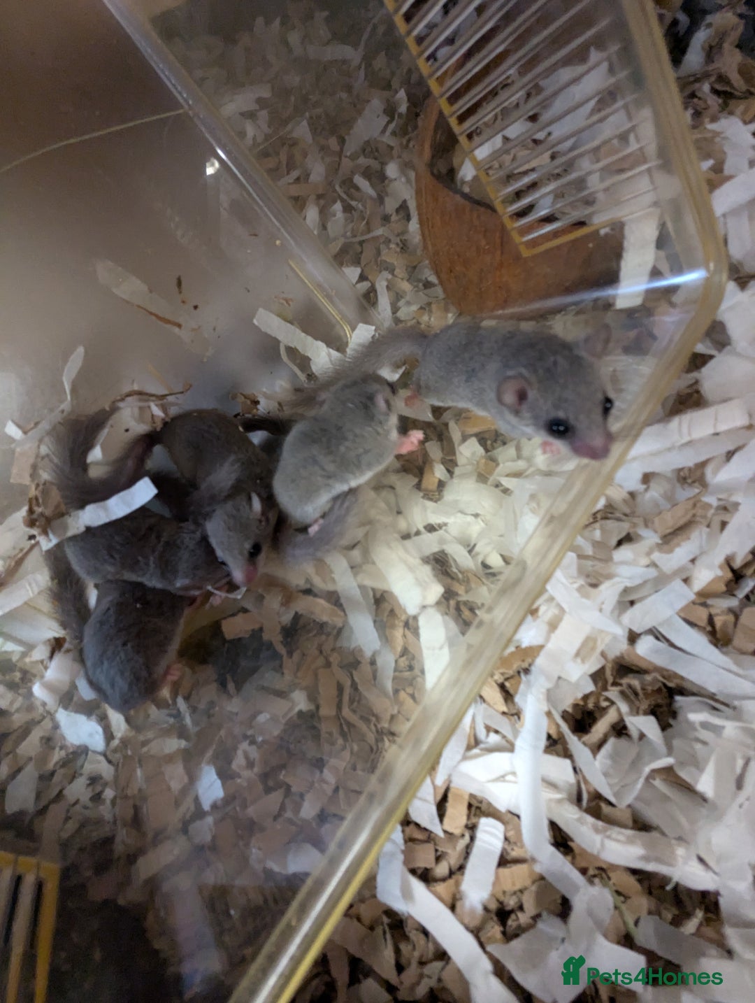 Mouse rodents for sale: Pieds and browns African pygmy dormice!!   - Image 9