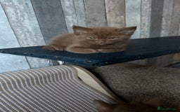 British Shorthair cats for sale:  Tica cinnamons BSH kittens - Image 1
