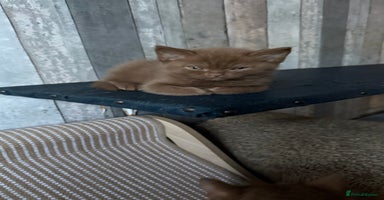 British Shorthair cats - Advert 11