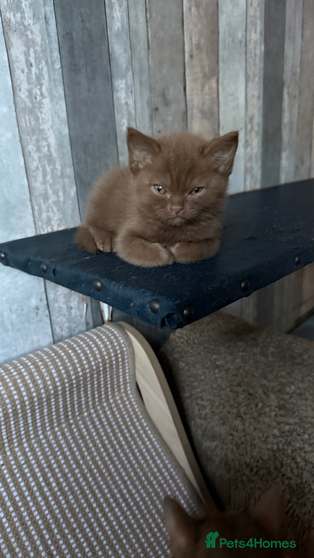 British Shorthair cats for sale:  Tica cinnamons BSH kittens - Image 1