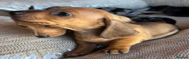 Miniature Dachshund 6