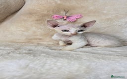 Devon Rex cats for sale: Tow beautiful Devon Rex boys  - Image 7