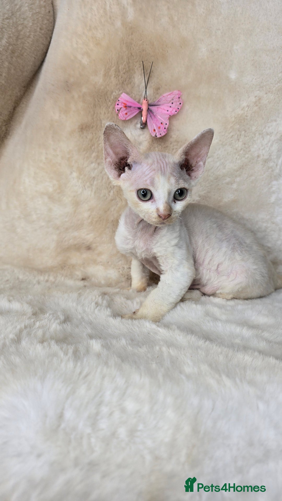 Devon Rex cats for sale: Tow beautiful Devon Rex boys  - Image 7