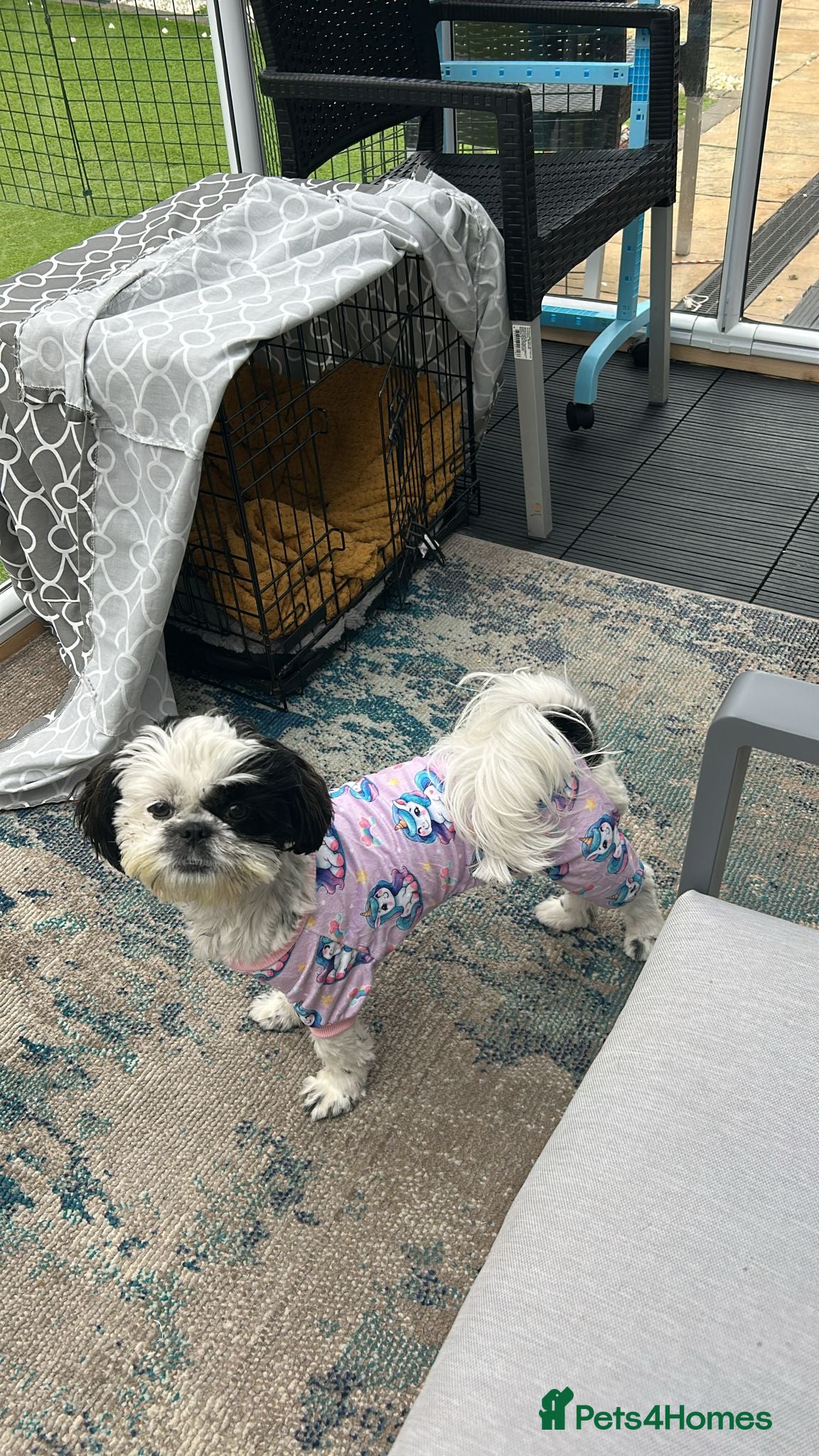Shihpoo dogs Shih tzu x Shihpoo - Advert 1