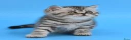 Scottish Fold cats for sale: LICENSED CATTERY Last KittenPURE BREED TOP QUALITY - Advert 6