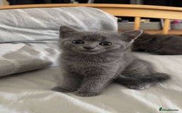 British Shorthair cats for sale: Beautiful British Shorthair Kittens Availble - Image 5