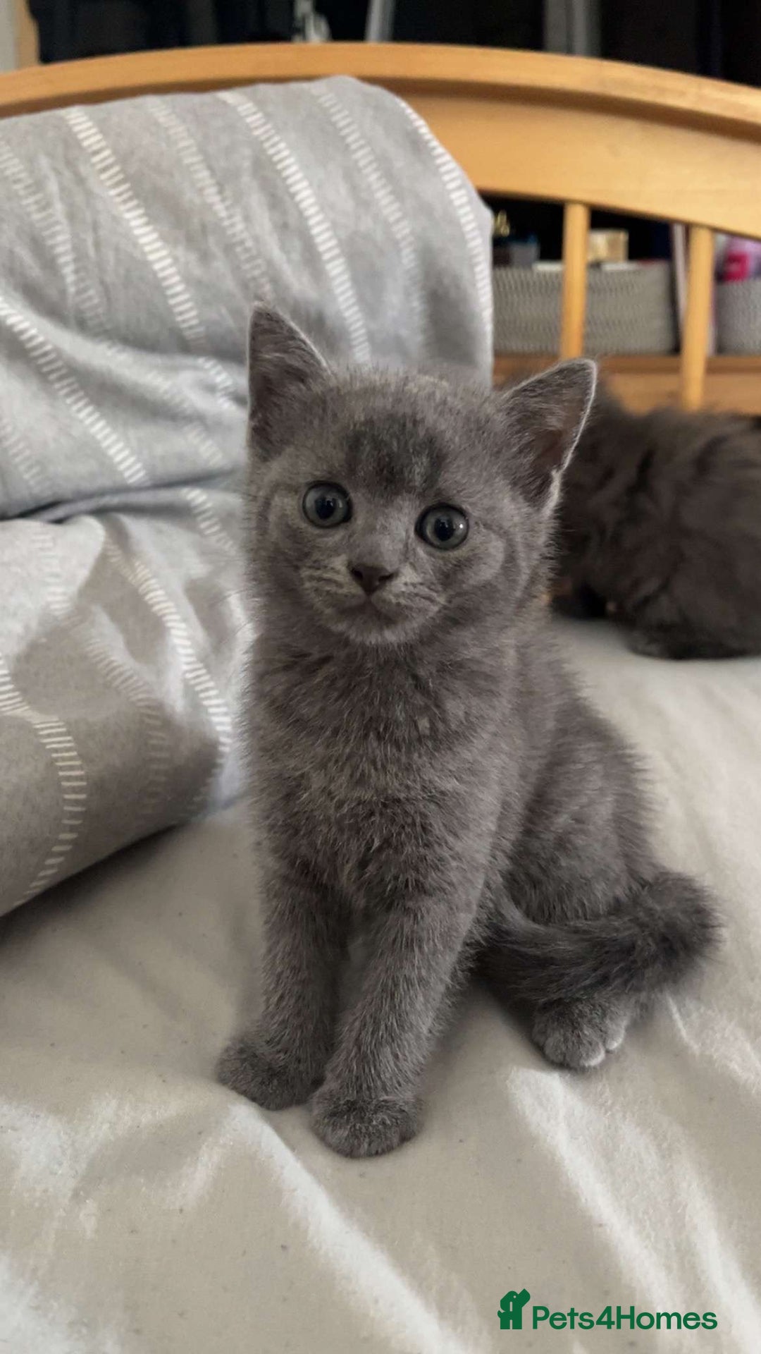 British Shorthair cats for sale: Beautiful British Shorthair Kittens Availble - Image 5