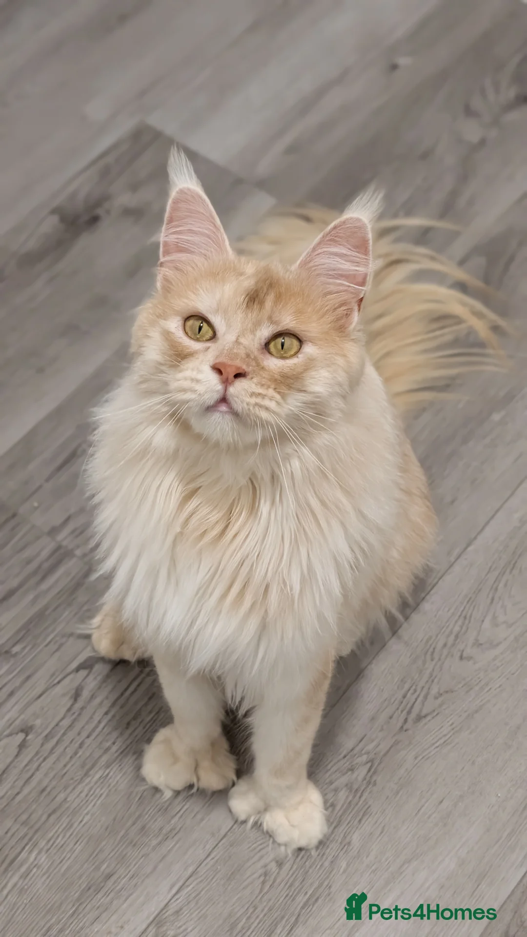 Maine Coon cats for sale: 66/66 TICA Champ Line Maine Coon Polydactyl Stud  - Advert 7