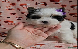 Yorkshire Terrier dogs for sale: Adorable Colourful yorkies 3 LEFT - Image 5