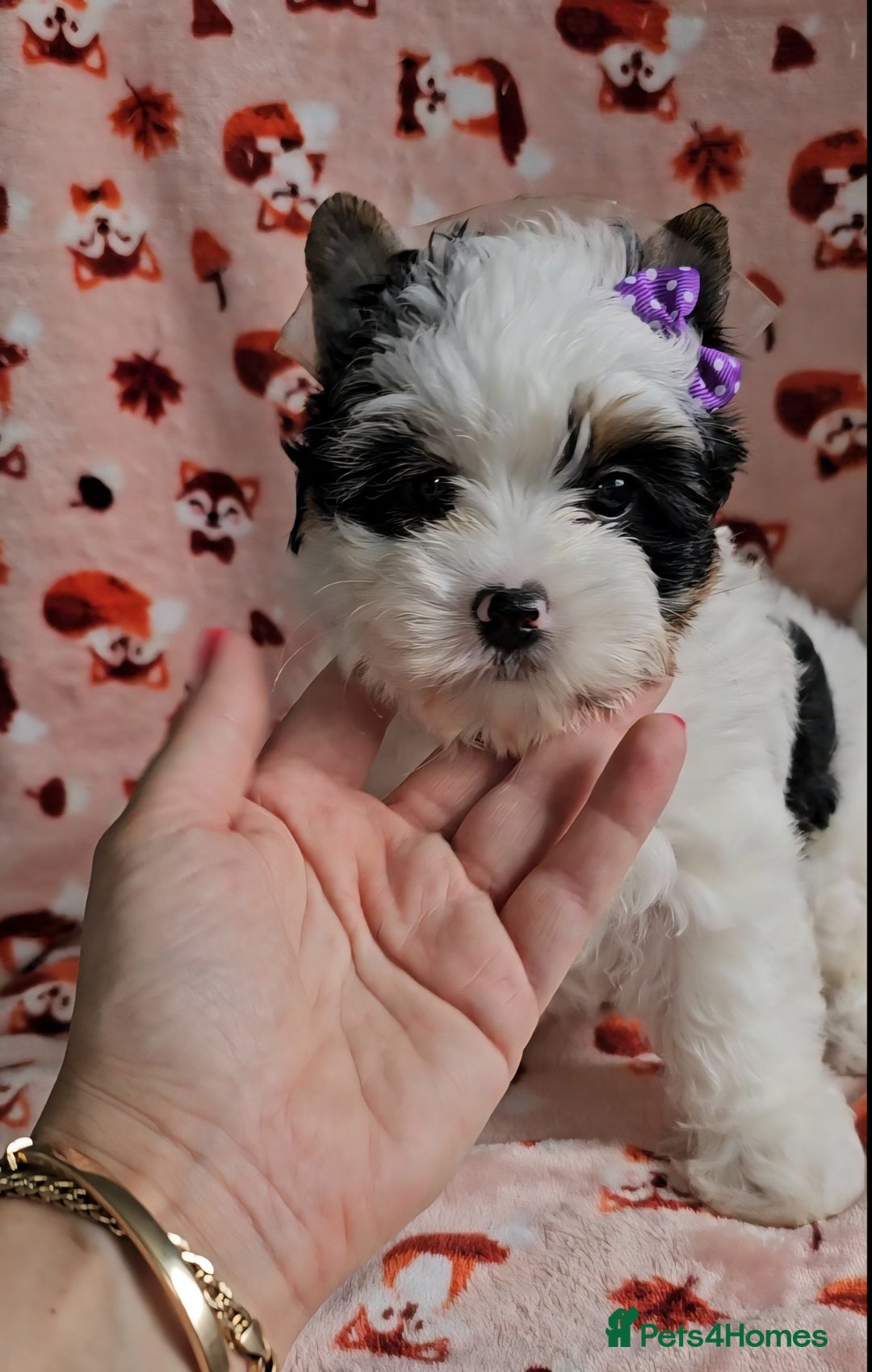 Yorkshire Terrier dogs for sale: Adorable Colourful yorkies 3 LEFT - Image 5