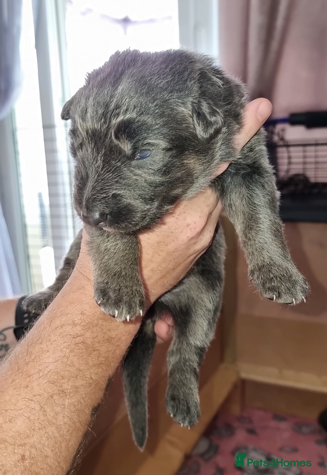 German Shepherd dogs for sale:  kc,health tested straight back german shepherd - Image 19