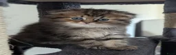 Mixed Breed cats for sale: Ragdoll x Scottish Fold kittens - Advert 14