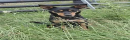 Australian Kelpie dogs for sale: Farm bred 5 boys 3 girls kelpie puppies - Advert 8