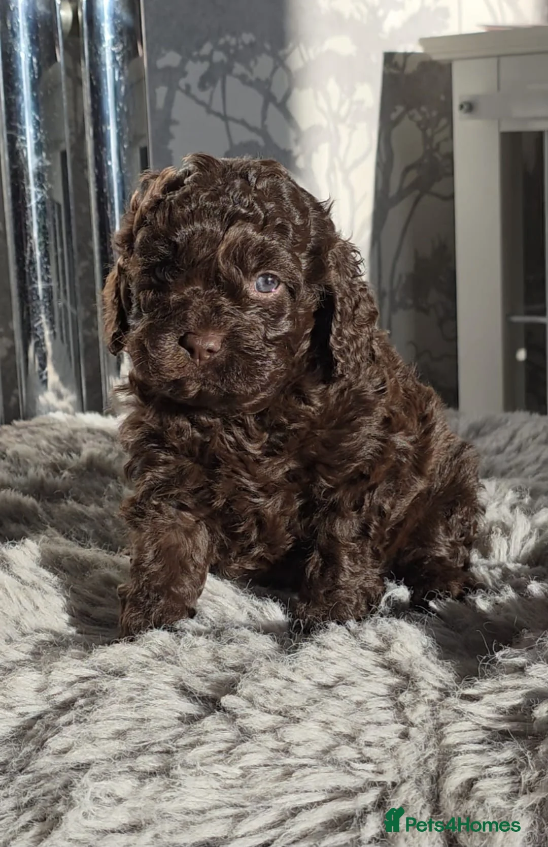 Cavapoo dogs for sale: Chocolate cavapoo girl - Advert 1