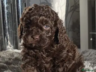 Cavapoo dogs Chocolate cavapoo girl - Advert 13