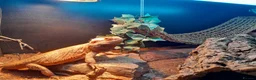 Bearded Dragon reptiles for sale: Friendly Adult Bearded Dragon with Vivarium - Advert 8