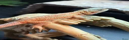 Bearded Dragon reptiles for sale: Baby bearded dragons hypos mixed  - Advert 6