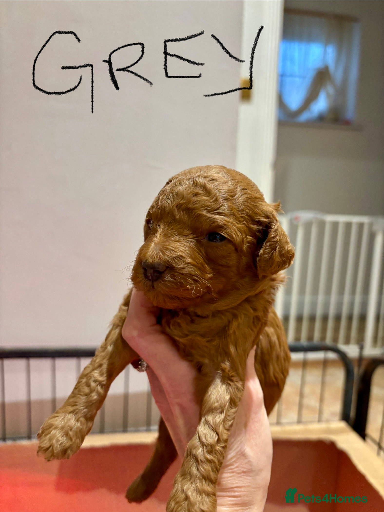 Toy Poodle dogs Toy Poodle boys  - Advert 8