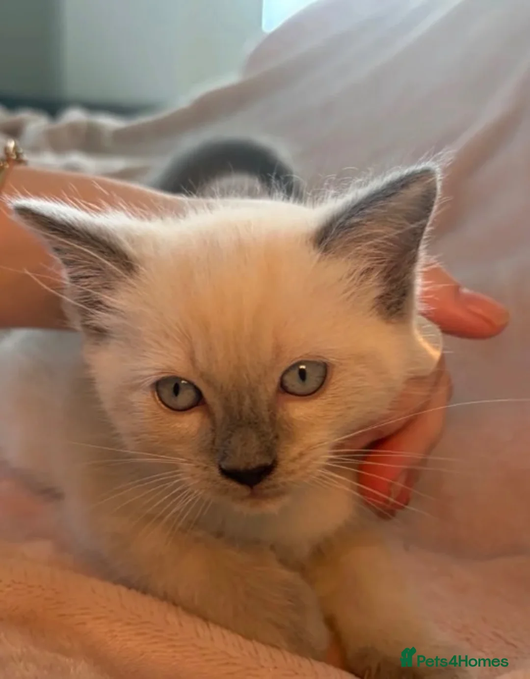 Ragdoll cats for sale: 🩵 Beautiful Pure Blue Point Ragdolls 🩵(two left) - Advert 2