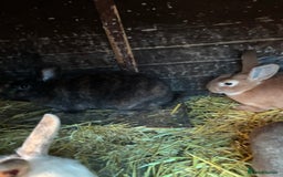 Rex rabbits for sale: Velvet Rex and standard Rex handled often - Advert 3