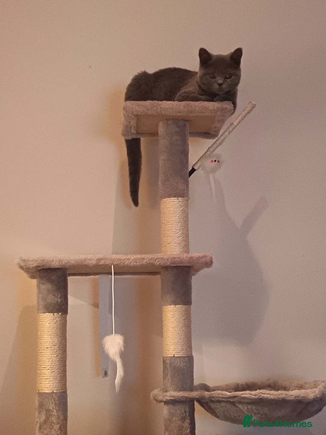 British Shorthair cats for sale: British Shorthair Female - Advert 3