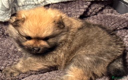 Pomeranian dogs for sale: Two little boys - Image 7