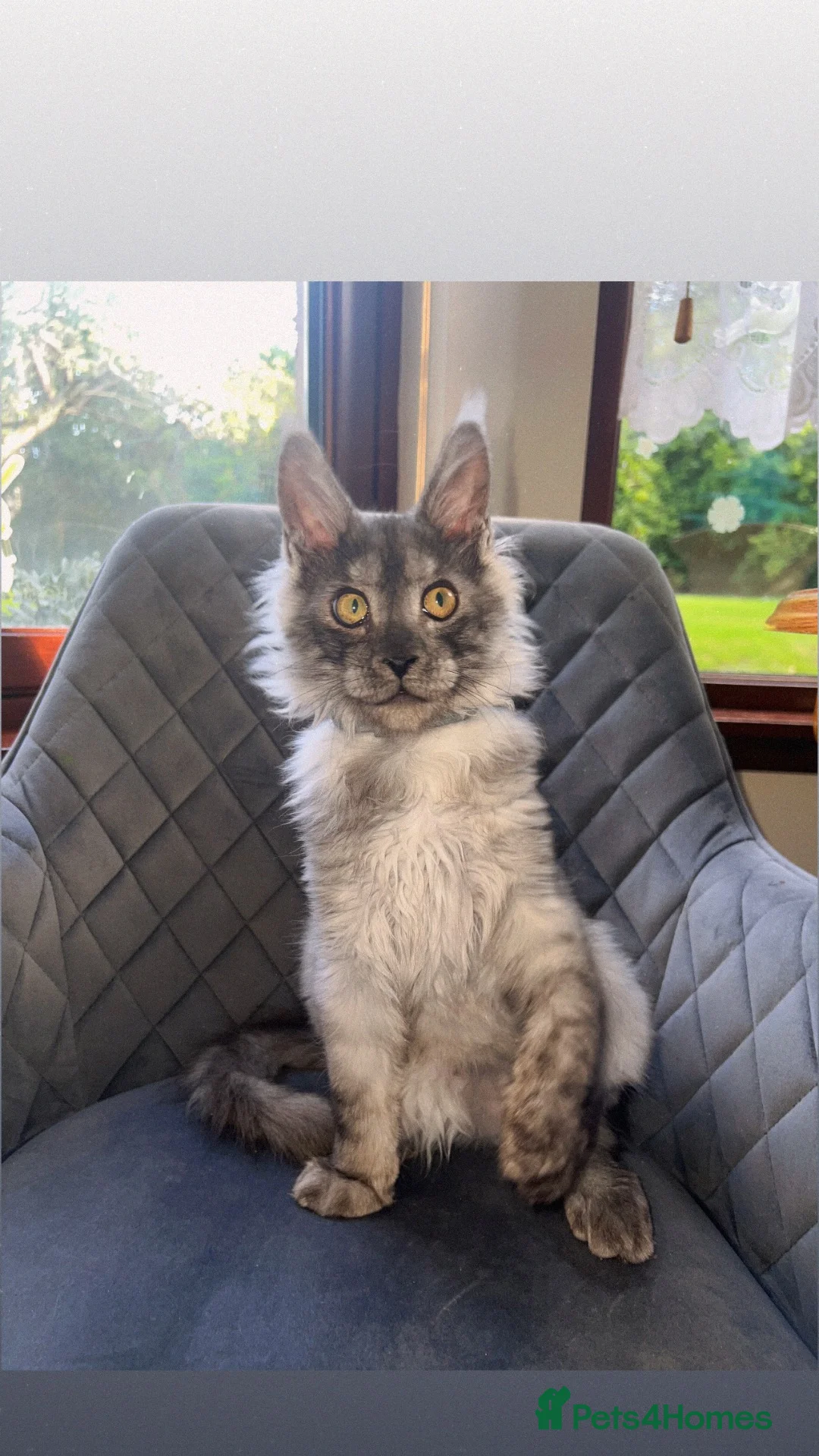 Maine Coon cats for sale: TICA REGISTERED Maine coon kitten ready now - Advert 2