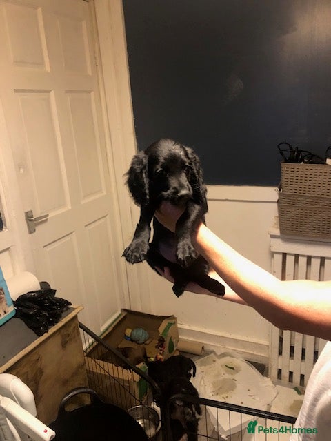 Mixed Breed dogs cockapoo x collie poo - Advert 2