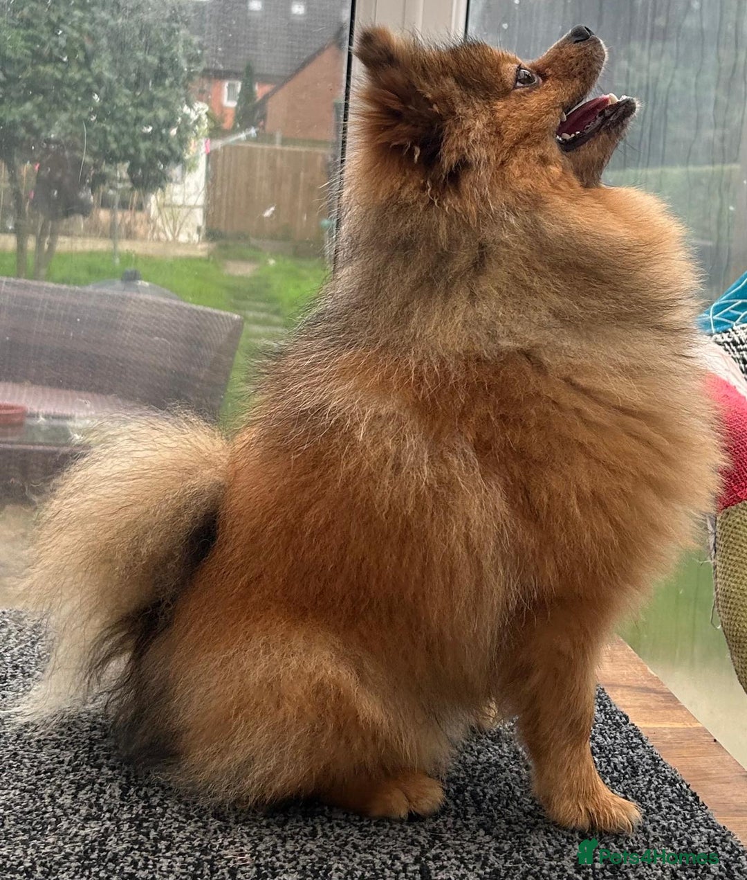 Pomeranian dogs for sale: Very fluffy Orange Sable Pomeranian boy  - Advert 2