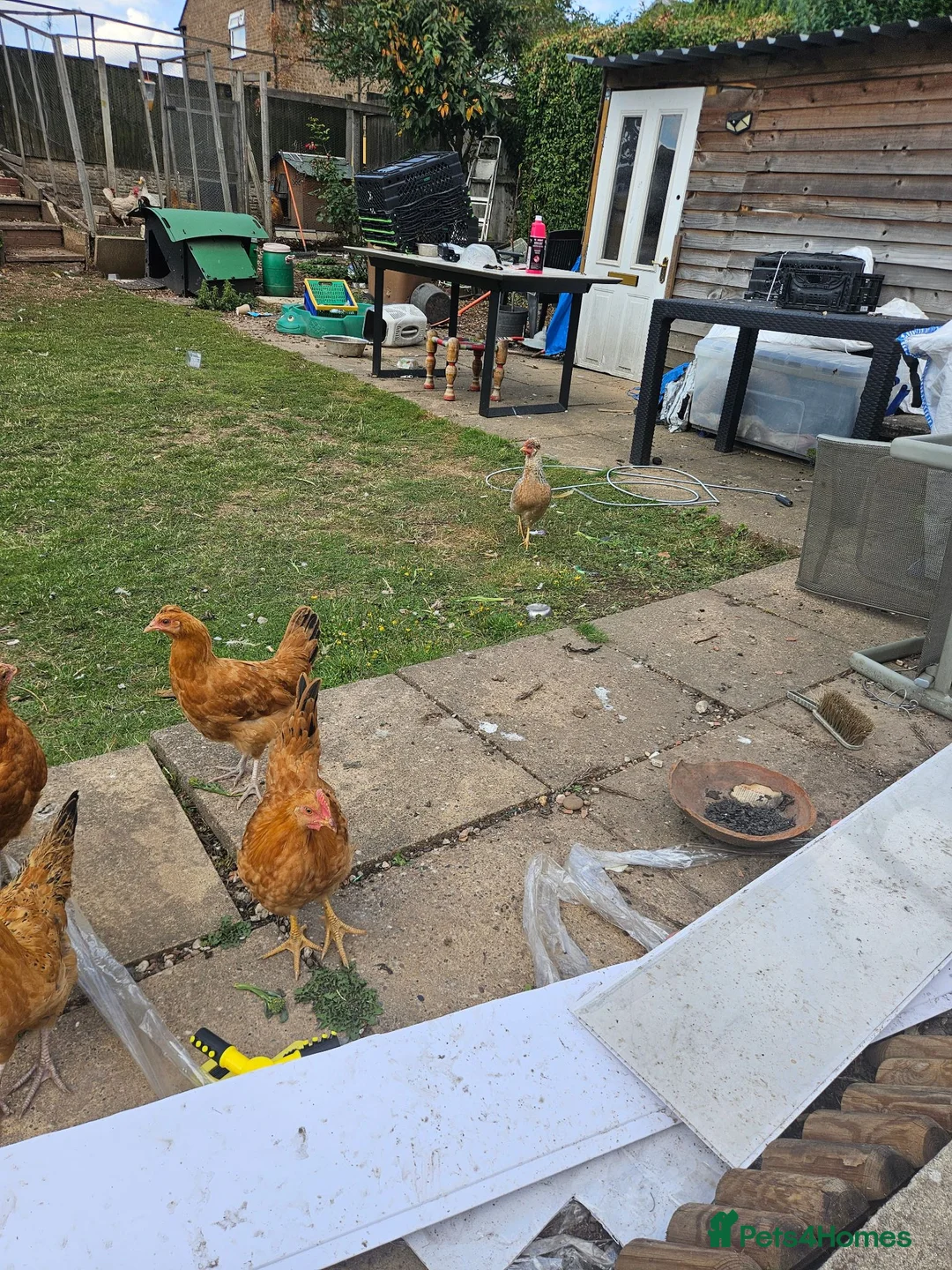 Hens poultry for sale: 3 month old  chicks in Nottingham - Advert 5