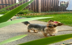 Yorkshire Terrier dogs for sale: Adorable Yorkshire Terrier Puppies✨ - Image 13
