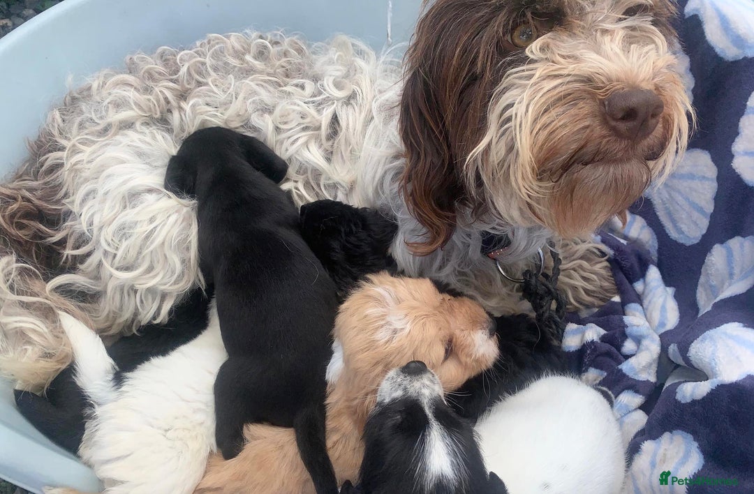 Cockapoo dogs for sale: Cockerpoo puppies ready to leave  - Image 9
