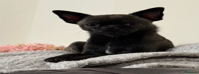 Bella 