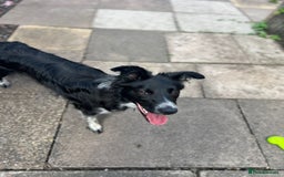Border Collie dogs for sale: Bella - Border Collie - Image 2