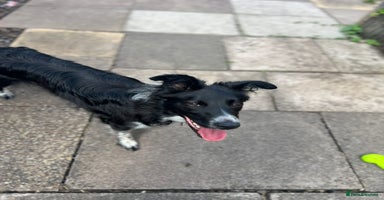 Border Collie dogs - Advert 3