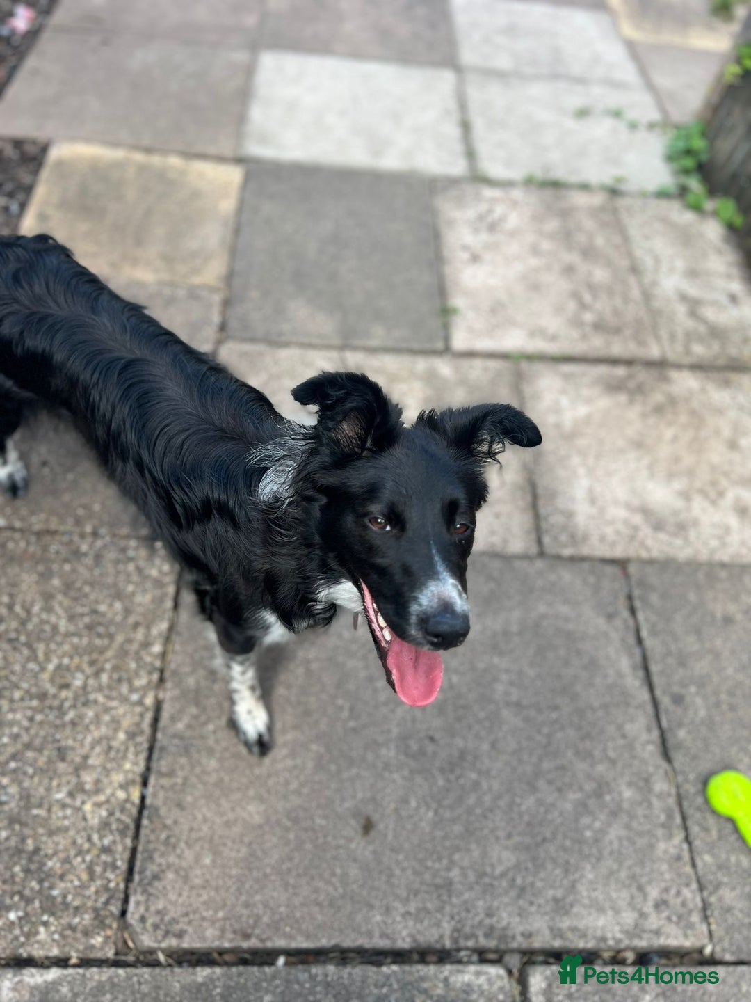 Border Collie dogs for sale: Bella - Border Collie - Image 2