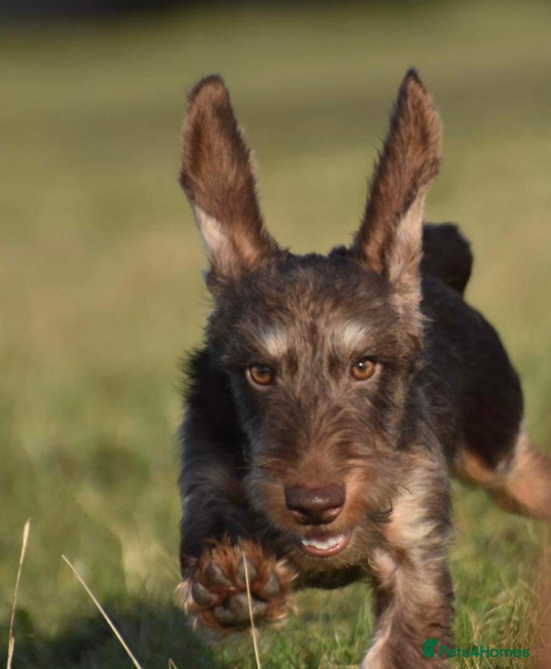 Miniature Dachshund dogs for stud: Miniature wire hair stud (crufts qualified) in Bridge of Weir - Image 3