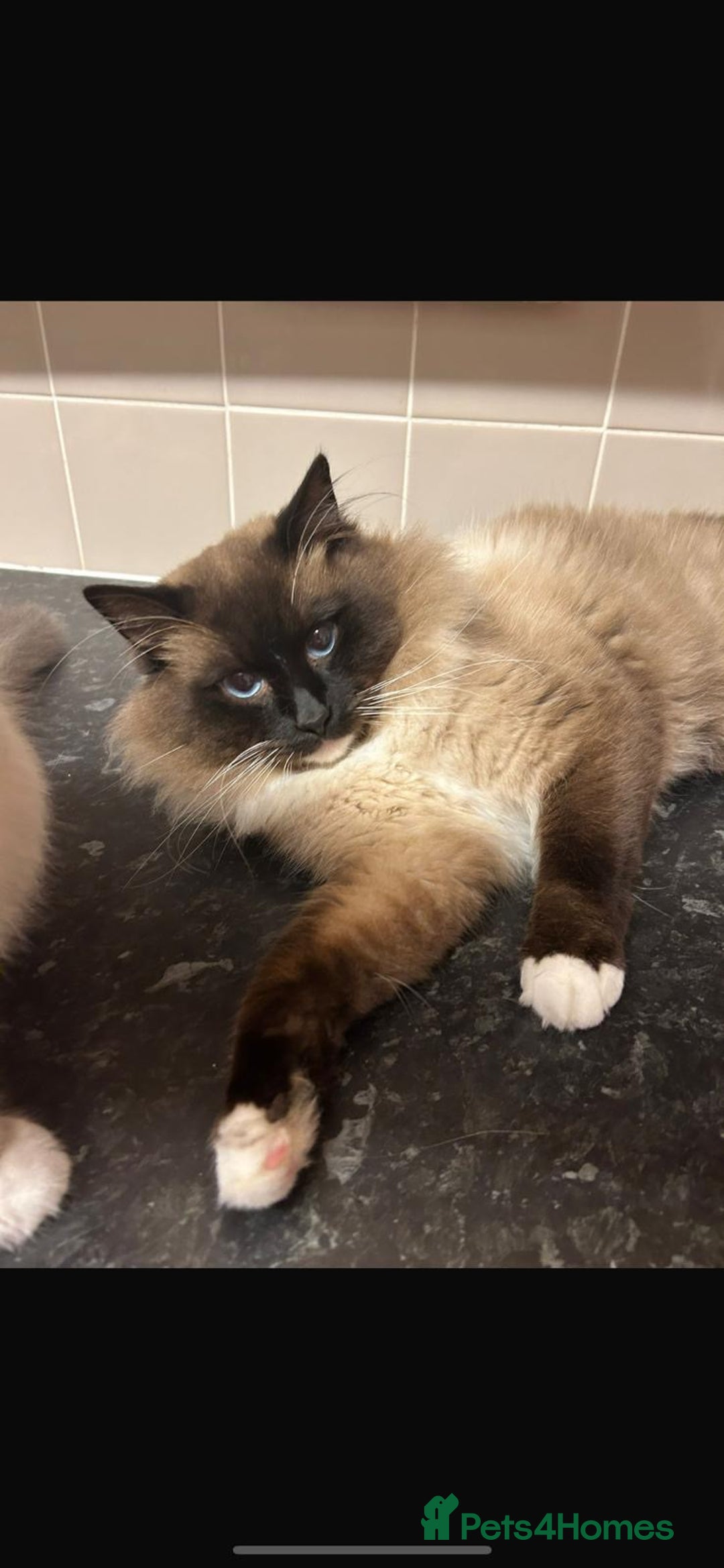Ragdoll cats for sale:  pure breed ragdoll kittens READY NOW - Image 6