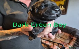 Mixed Breed dogs for sale: Beautiful Chow-Pei Puppies - Image 4