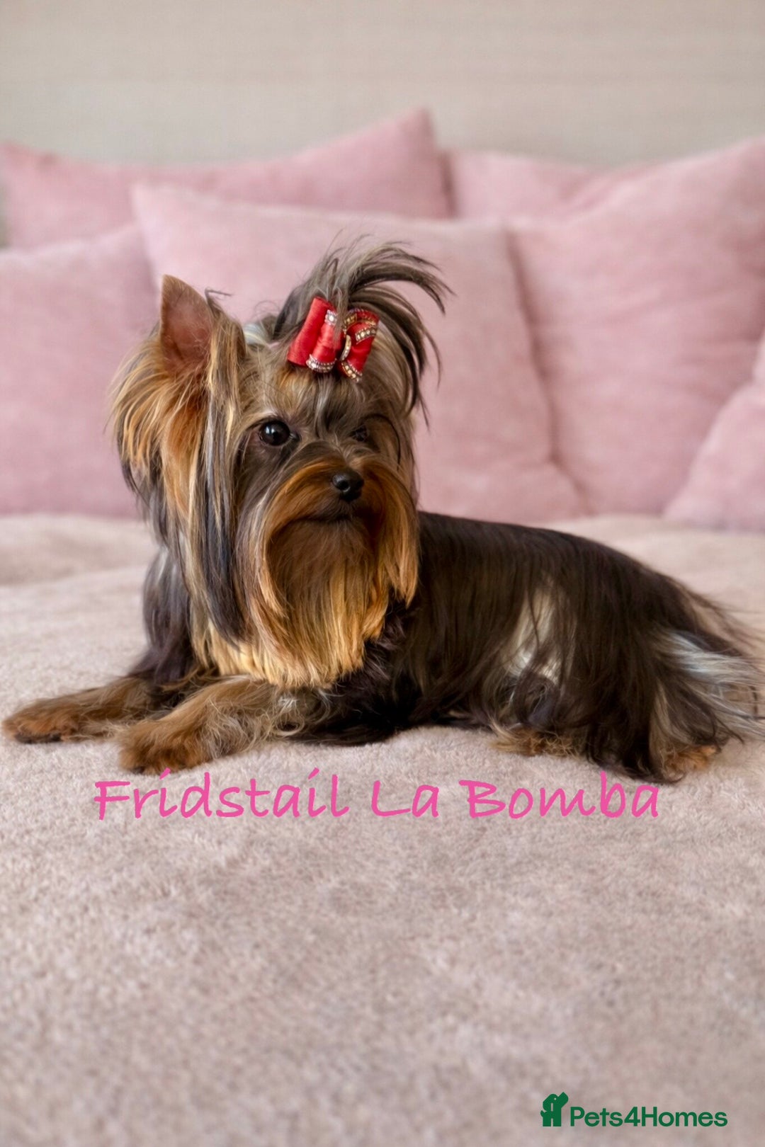 Yorkshire Terrier dogs for sale: 🌸Rare Exquisite Tiny Girl Needs a Luxurious 🏡 🌸 - Advert 6