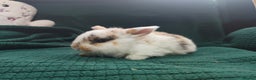 Mini Lop rabbits for sale: Beautiful Harlequin & Tri mini lop does   - Advert 7