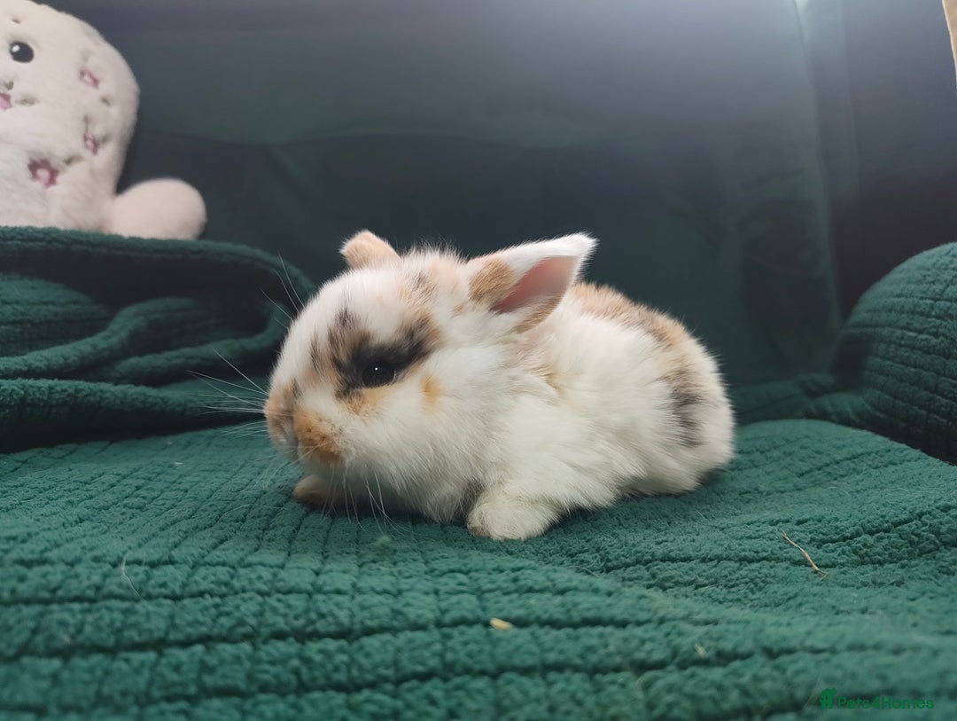 Mini Lop rabbits for sale: Beautiful Harlequin & Tri mini lop does   - Advert 7