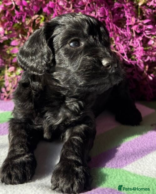 Cockapoo dogs F1 various mini cockapoos 30 dna health tested clr - Advert 2