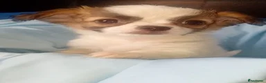 Chihuahua 4