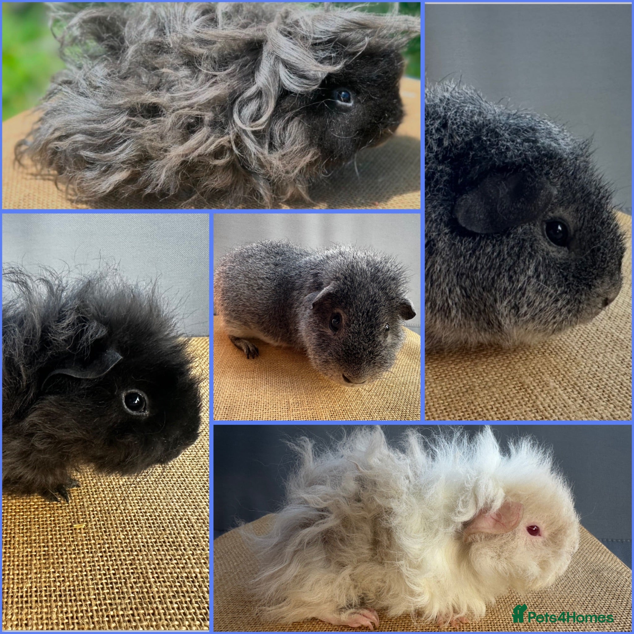 Guinea Pig rodents 3x Lunkarya's, 2x Rex *Single Pigs* - Advert 1
